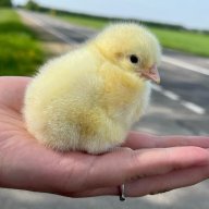 Egglard